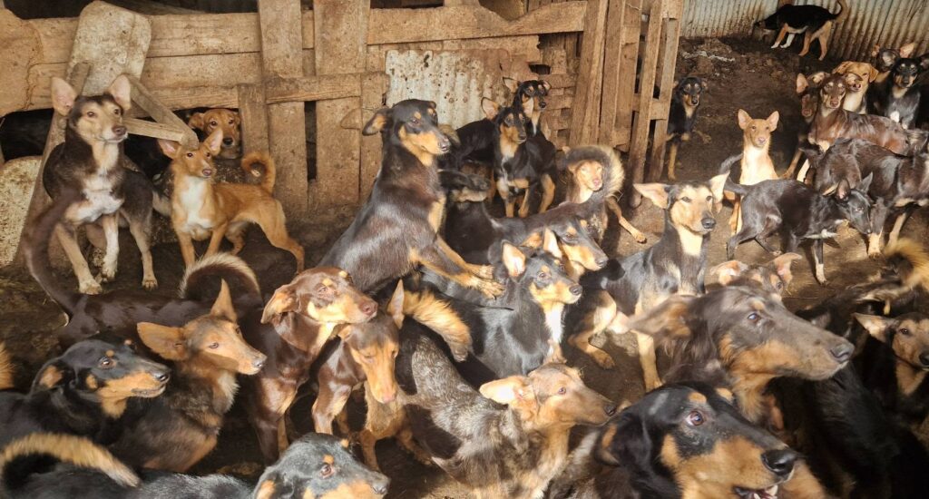 O sută de câini și 20 de pisici, salvați dintr-o casă după moartea proprietarului. Sursa foto: Facebook Le Coeur sur la Patte 85