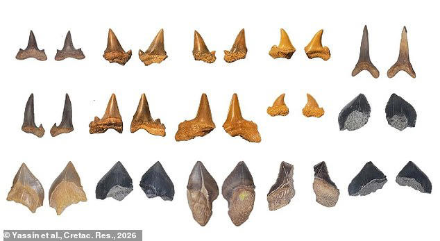 Cinci specii de rechini dezvăluie cum arăta regiunea acum milioane de ani. Foto: Yassin et al. / Cretac. Res. 2026