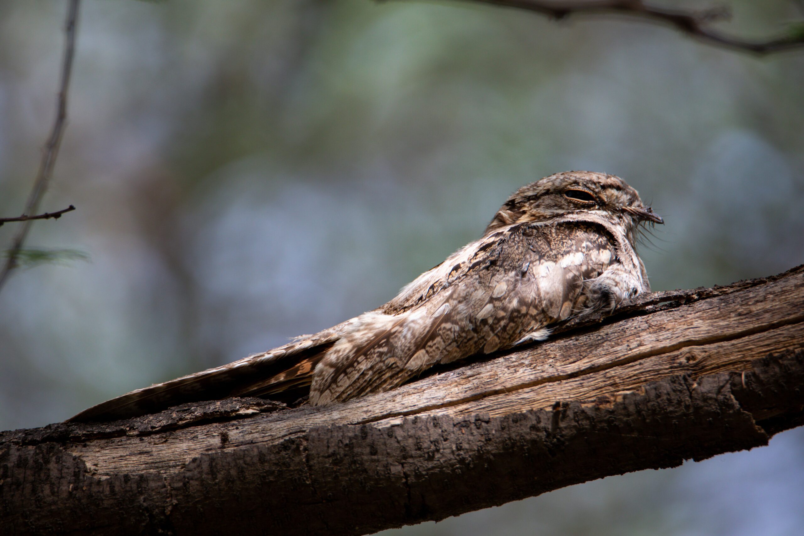 Pasărea nocturnă se hrănește cu molii și alte insecte zburătoare și trebuie să-și poată vedea prada pe cerul nopții. Foto: pexels.com