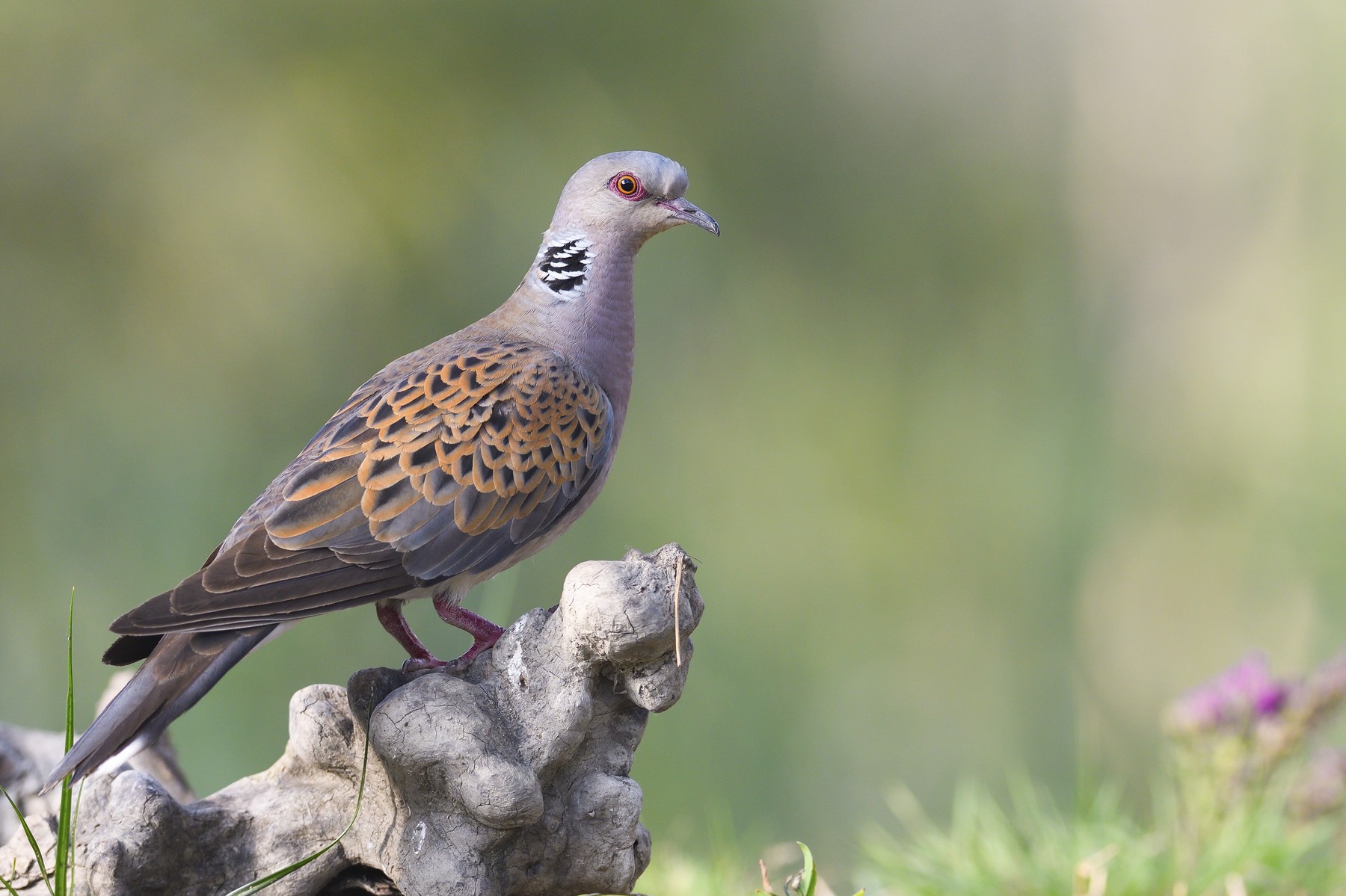 Turturică (Streptopelia turtur) pe un trunchi de copac, Delta Dunării, România. Sursa foto: Michaela Walch / imageBROKER / Profimedia