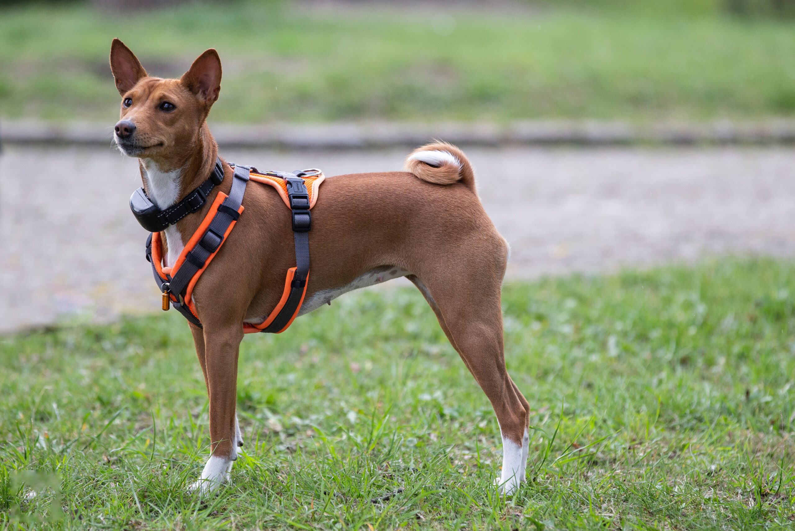 Înainte de adopție sau cumpărare trebuie analizat programul familiei și timpul pe care îl poate petrece efectiv cu animalul. foto: pexels.com