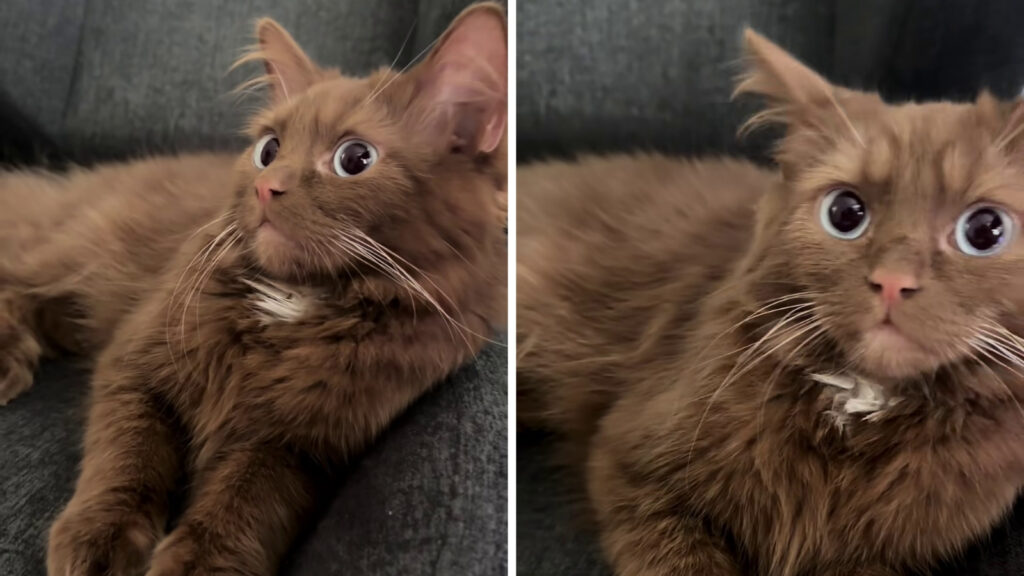 Pisica Ragdoll maro care seamănă cu o felie perfectă de tort de ciocolată. Foto: capturi videdo TikTok