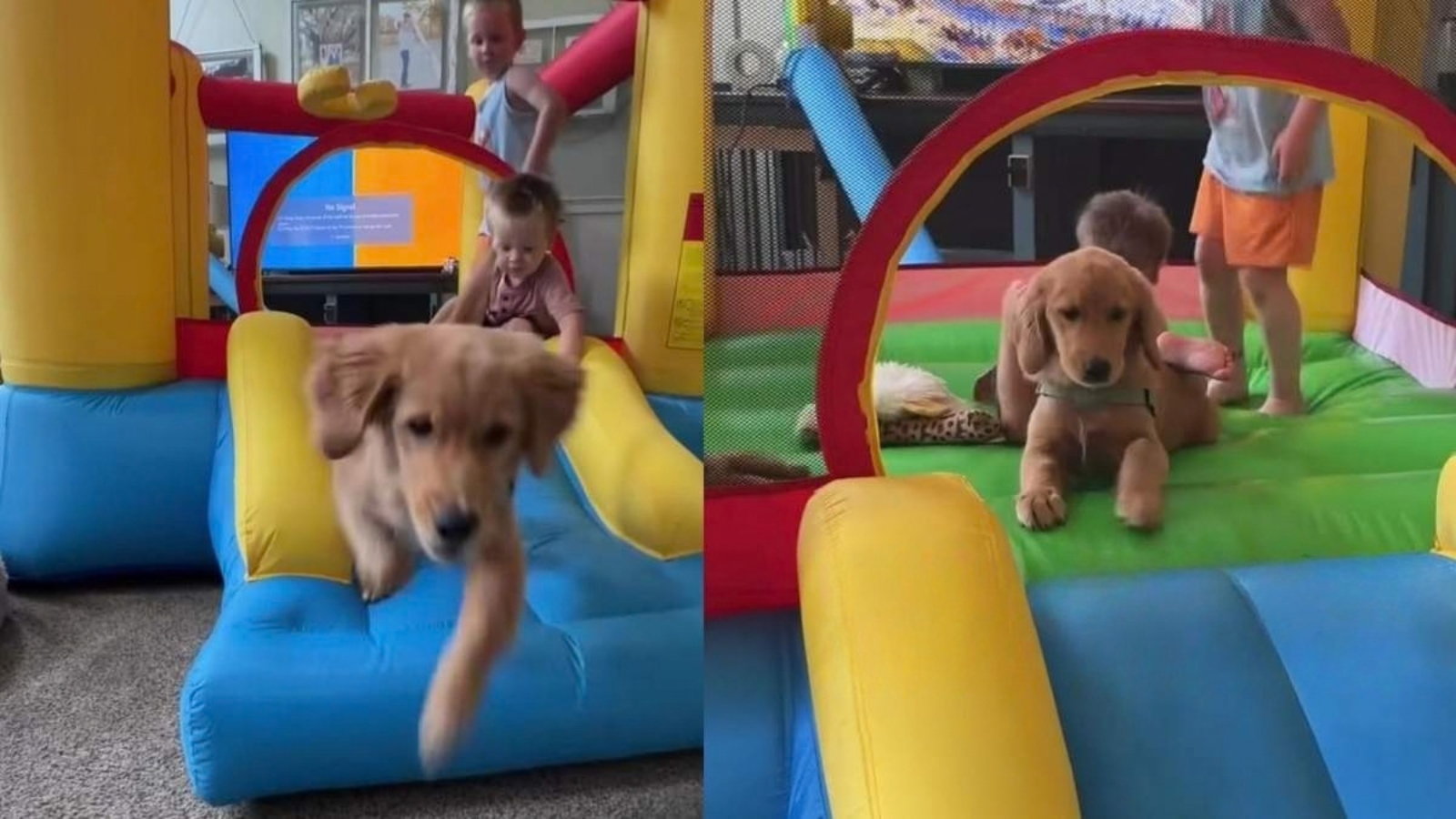 Prima aventură a unui pui de Golden Retriever într-un castel gonflabil, alături de copii. Sursa foto: captură video Instagram