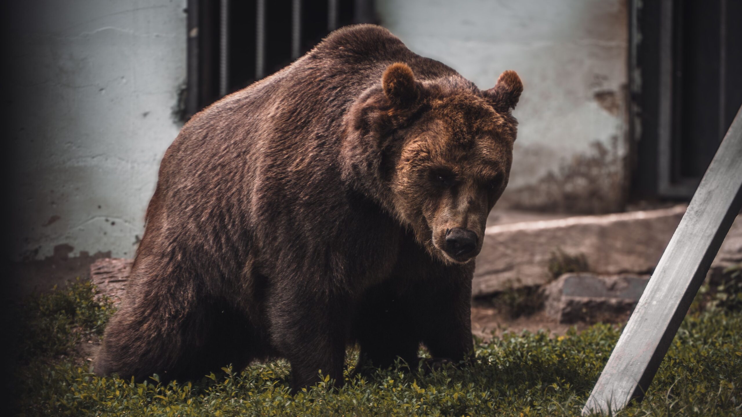 Pe întuneric, găsirea ursului nu este deloc simplă. Aparatura cu termoviziune îl localizează însă rapid. Foto: pexels.com