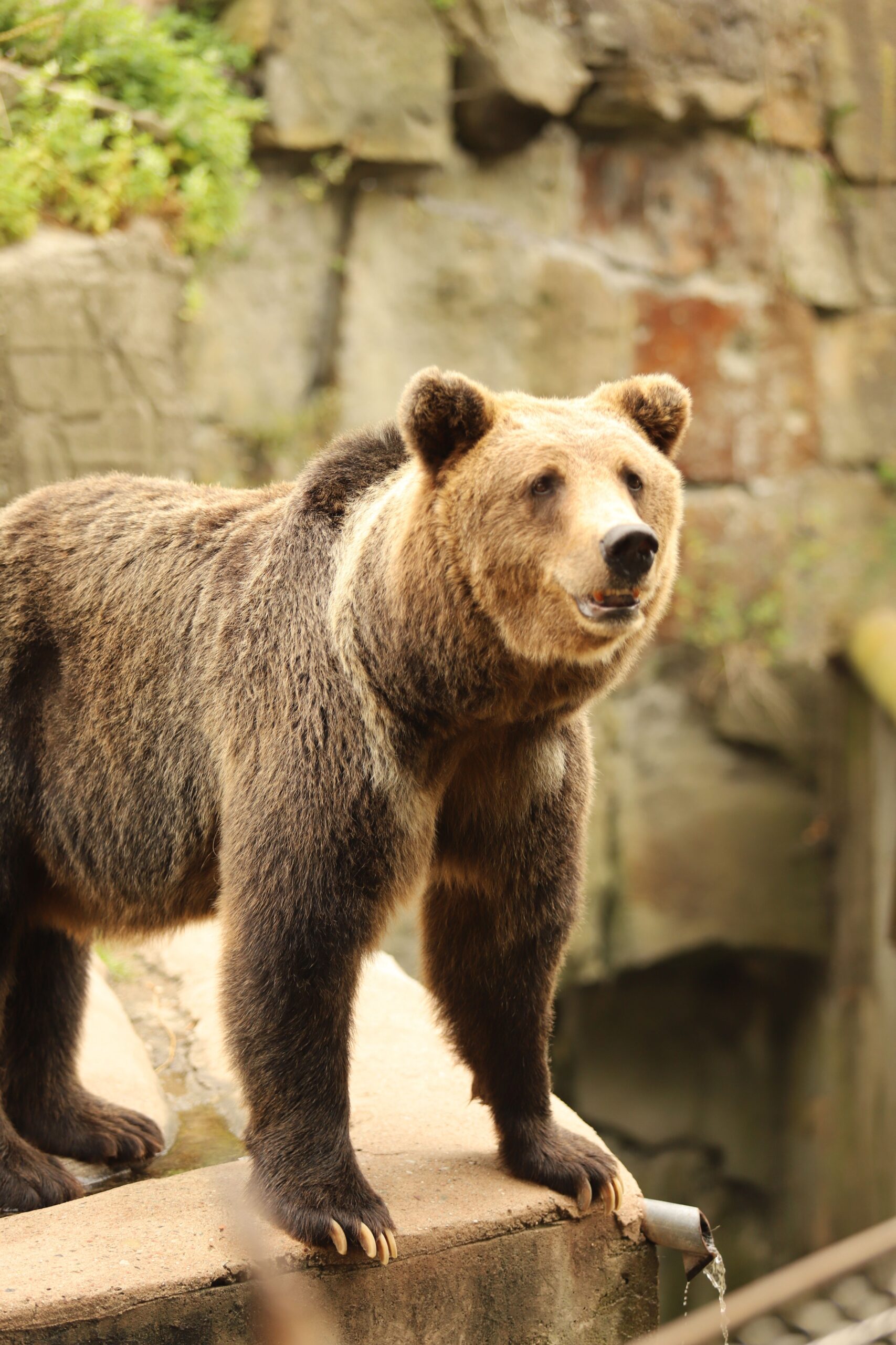 Măsurile pot merge de la alungarea animalului până la tranchilizare și relocare sau, în anumite situații, extragerea prin eutanasiere ori împușcare. Foto: pexels.com