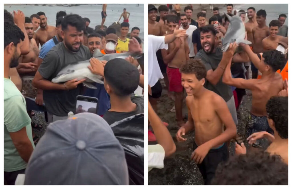 Pui de delfin, găsit mort pe o plajă din Ceuta! Asociația pentru protecția mediului cere o anchetă după apariția unor imagini tulburătoare