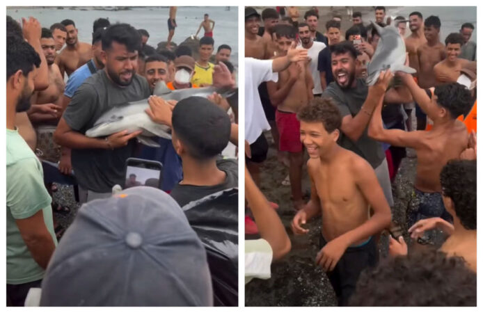 Pui de delfin, găsit mort pe o plajă din Ceuta! Asociația pentru protecția mediului cere o anchetă după apariția unor imagini tulburătoare
