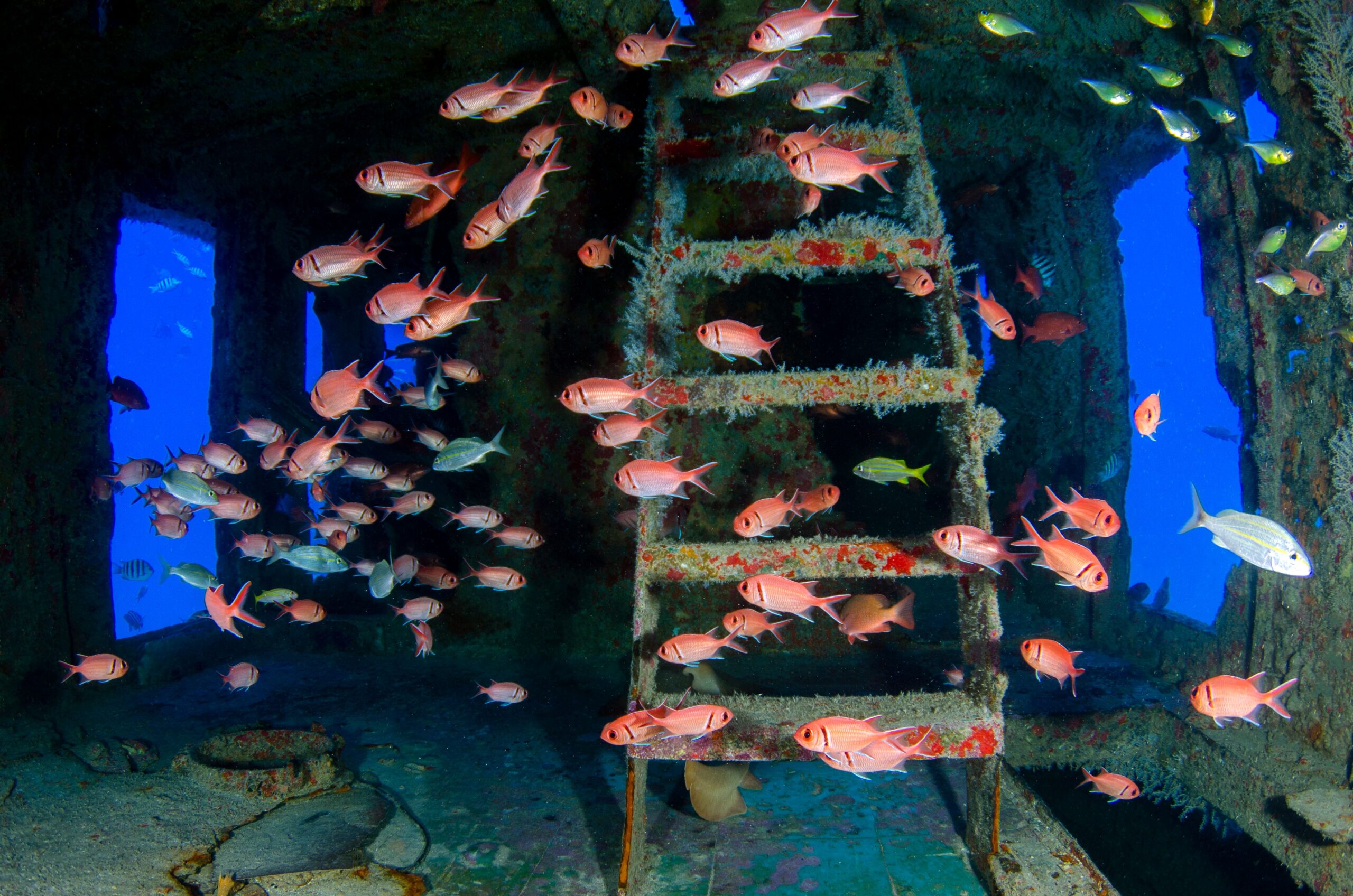 O zonă aparent pustie de pe fundul oceanului se poate transforma radical atunci când oamenii introduc structurile potrivite. Foto: pexels.com