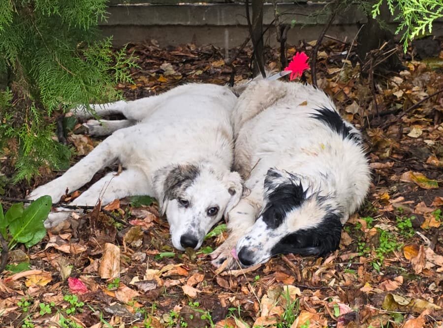 Un animal recuperat are nevoie de mult mai mult decât un loc sigur. Află ce presupune întregul proces până la adopție și de ce prevenția este esențială. Sursa foto: Respet - Animal Rescue