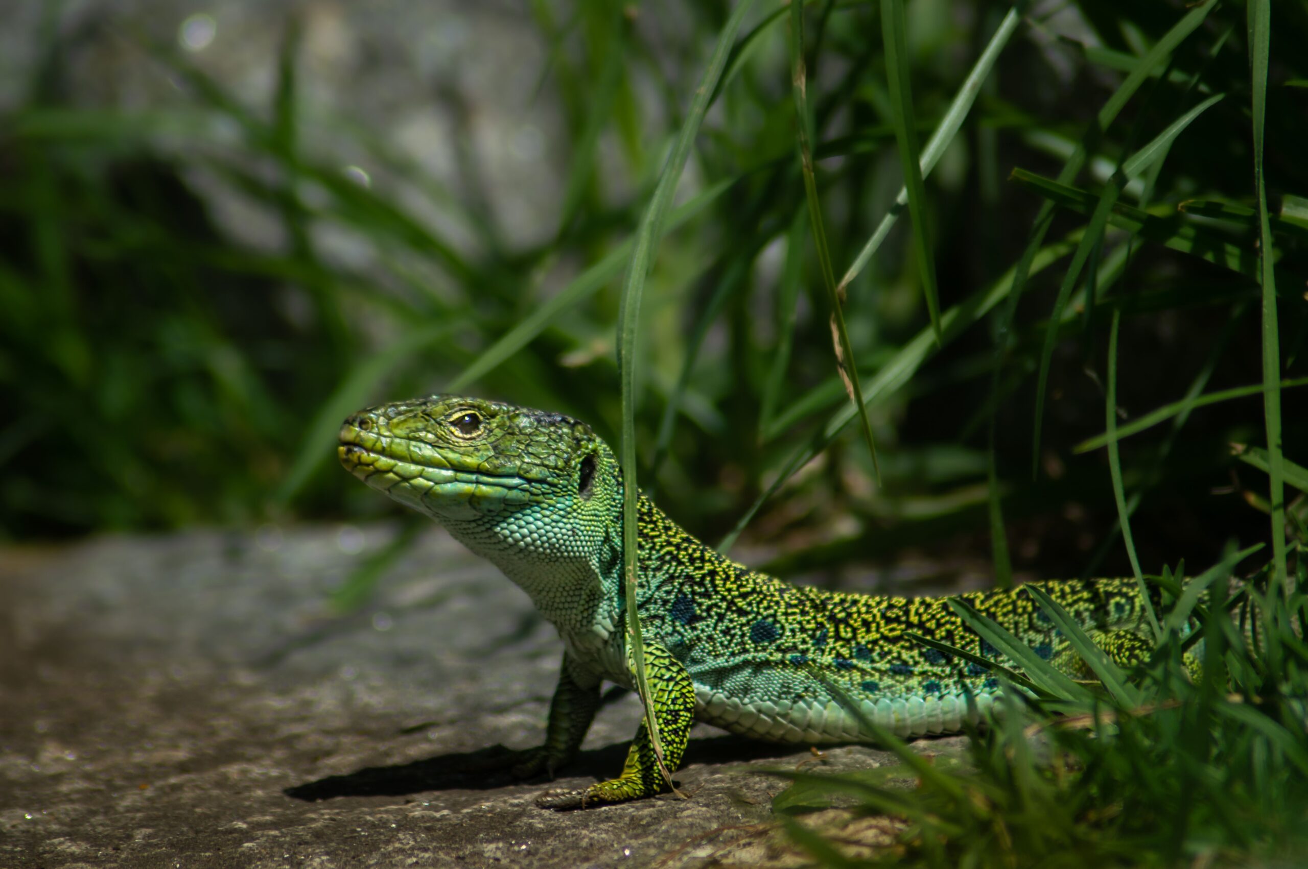 Șopârla care depinde de vizuinile iepurilor pentru a supraviețui. Foto: pexels.com