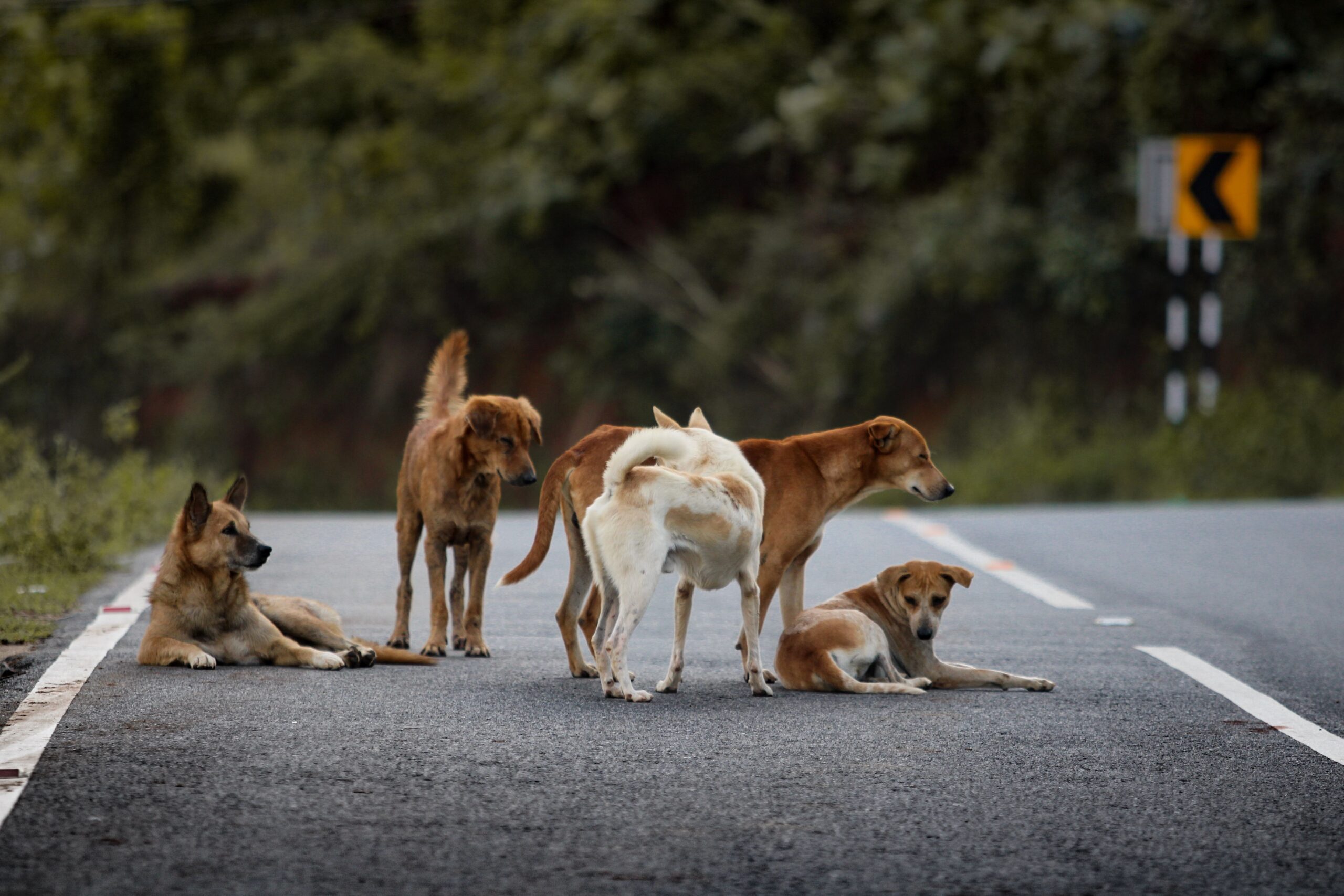 Cruzimea față de animale poate fi pedepsită în Țările de Jos inclusiv cu închisoarea, iar amenzile pot ajunge la 16.750 de euro. Foto: pexels.com