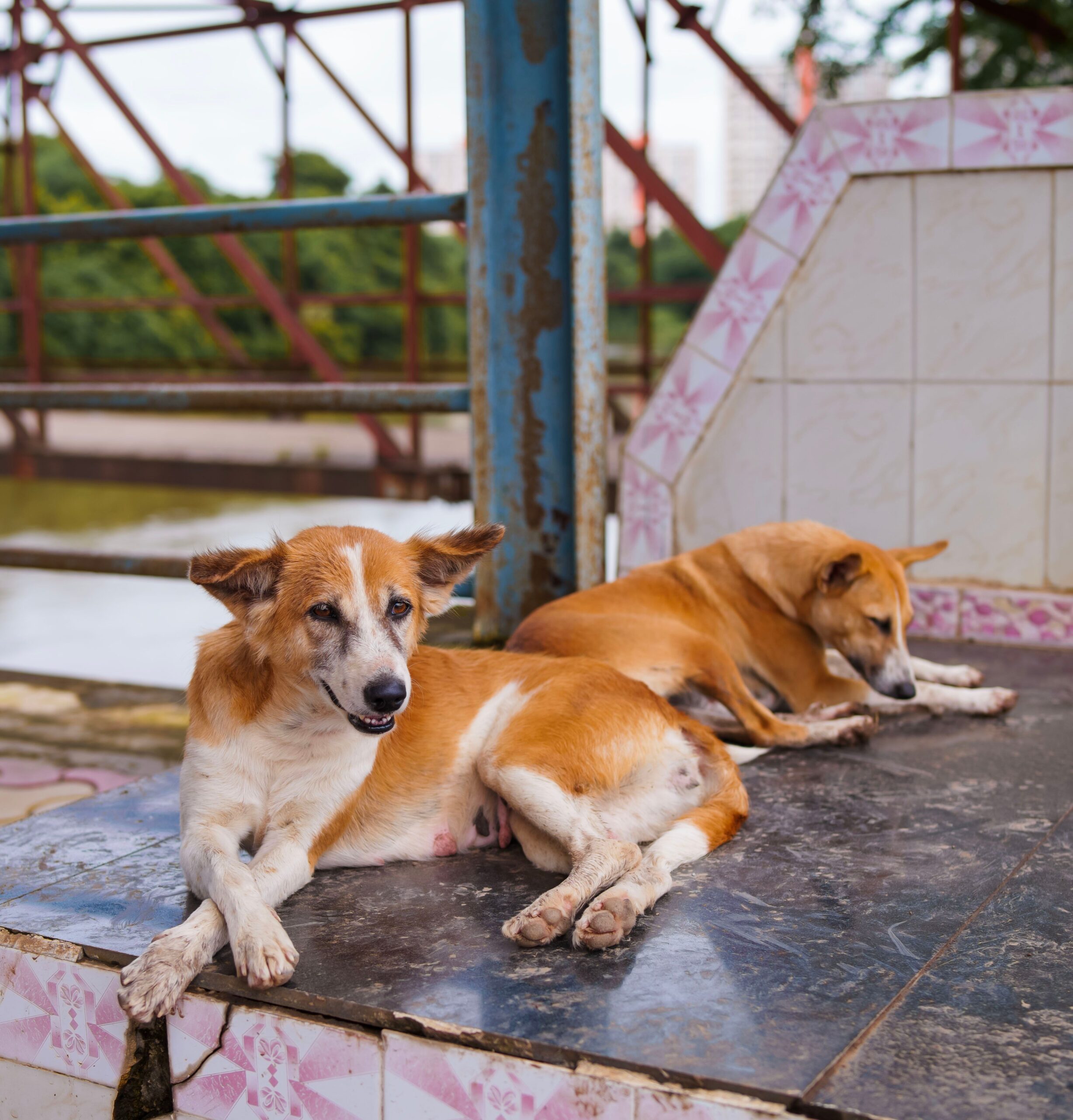 Țările de Jos sunt considerate prima țară din lume care a ajuns să nu mai aibă câini fără stăpân pe străzi. Foto: pexels.com