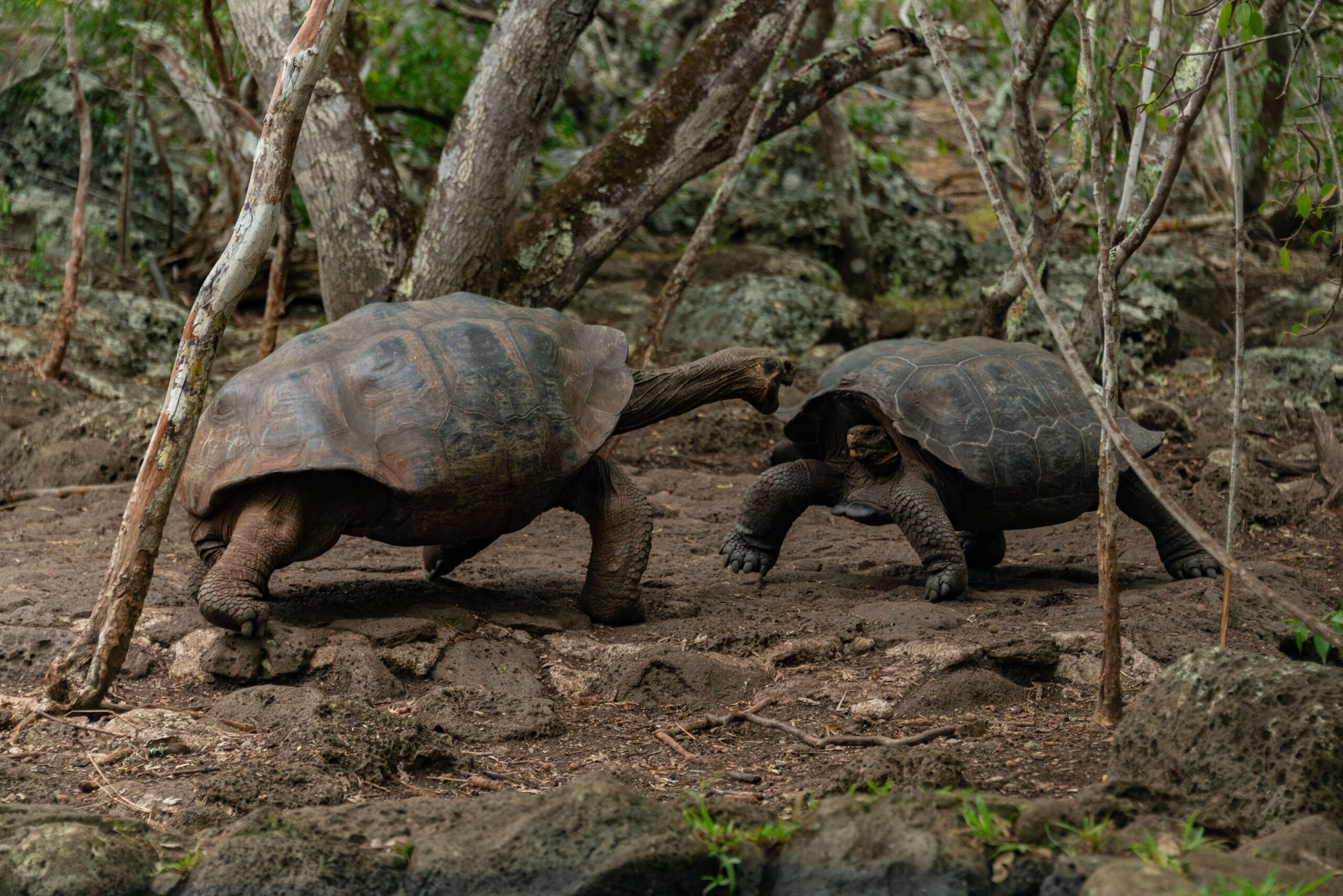 În 1977, acesta a fost adus înapoi în Galápagos pentru a participa la programul de reproducere. Foto: pexels.com