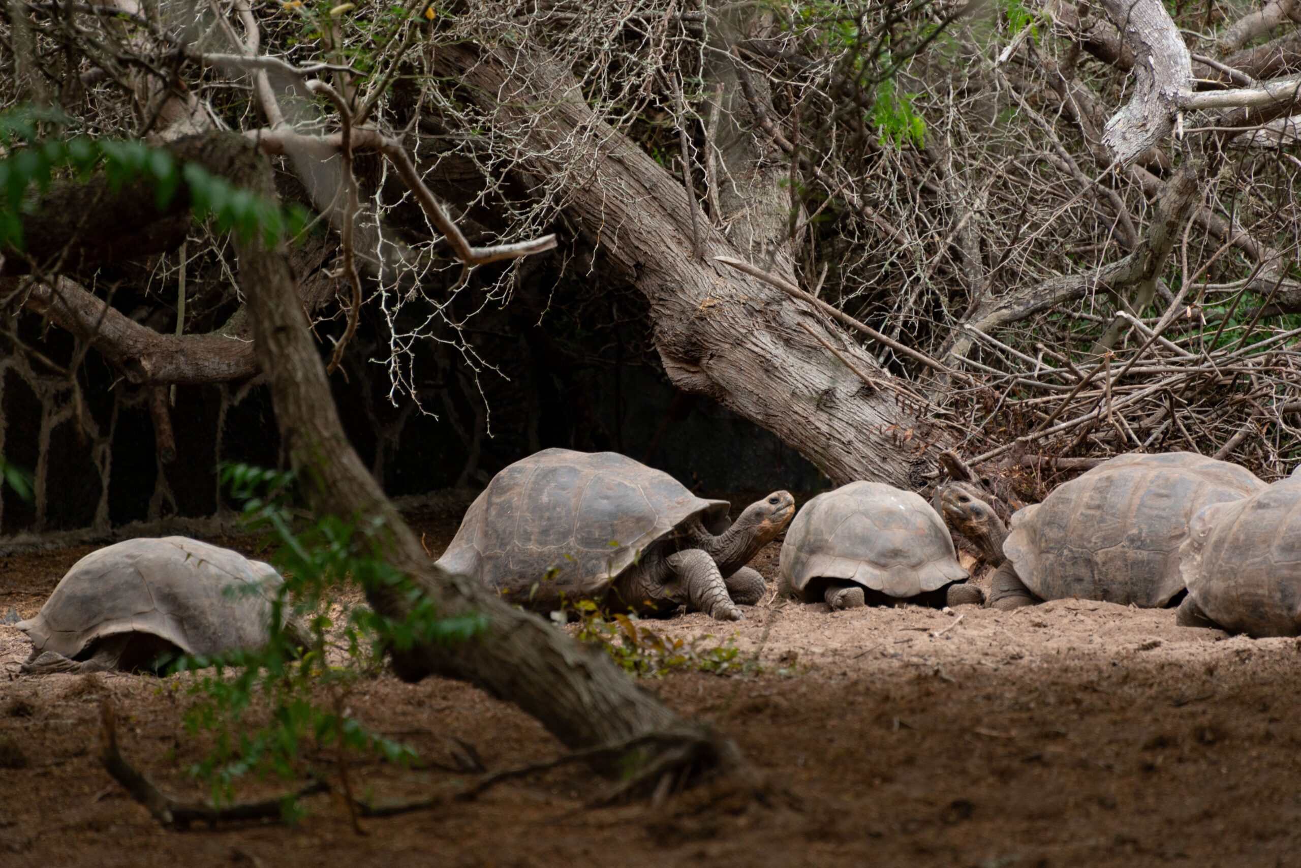 Salvarea a venit după ce o căutare internațională a scos la iveală încă un mascul, aflat la grădina zoologică din San Diego. Foto: pexels.com