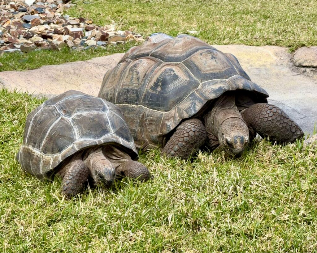 Țestoasa gigantică din Galápagos, salvată de la dispariție după ce mai rămăseseră doar 14 exemplare. Un mascul găsit la o grădină zoologică a schimbat soarta speciei