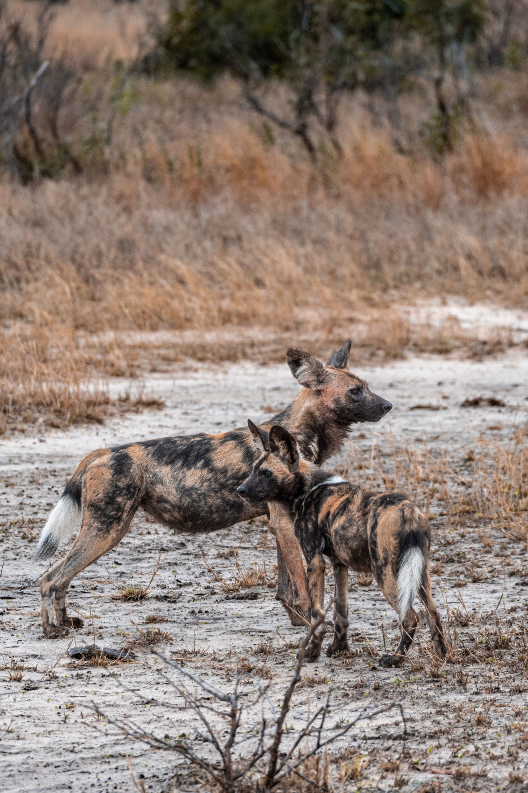 Animalele au înfruntat prădători, râuri, capcane și regiuni în care nu beneficiau de protecție. Foto: pexels.com