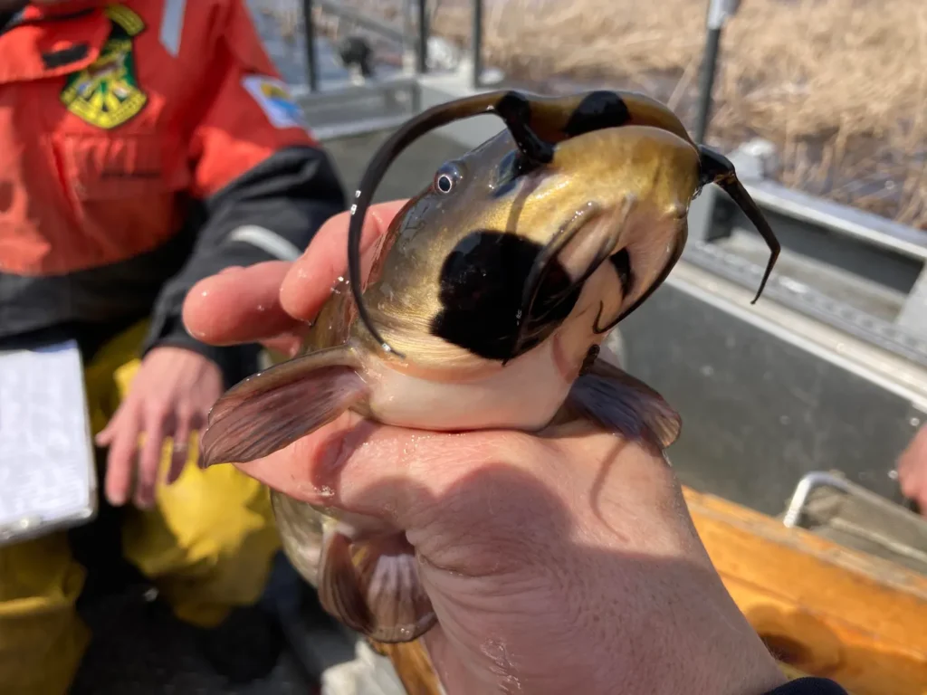 Un cancer contagios a fost descoperit la pești. Foto: Vermont Fish Wildlife