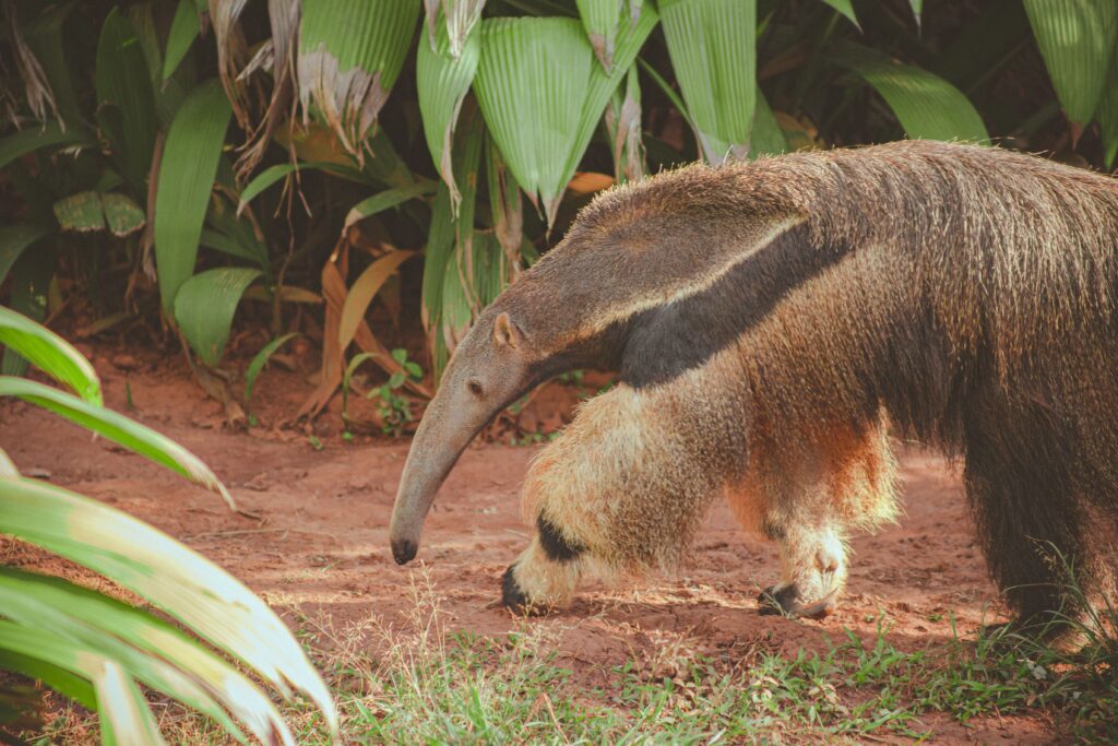 Un furnicar uriaș a revenit în Argentina după aproape 40 de ani. Natura pare să-și fi refăcut singură locul