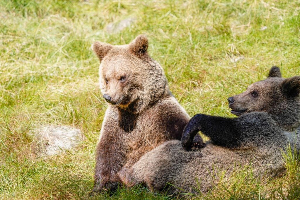 Un oraș din România a fost invadat de urși. Foto: pexels.com