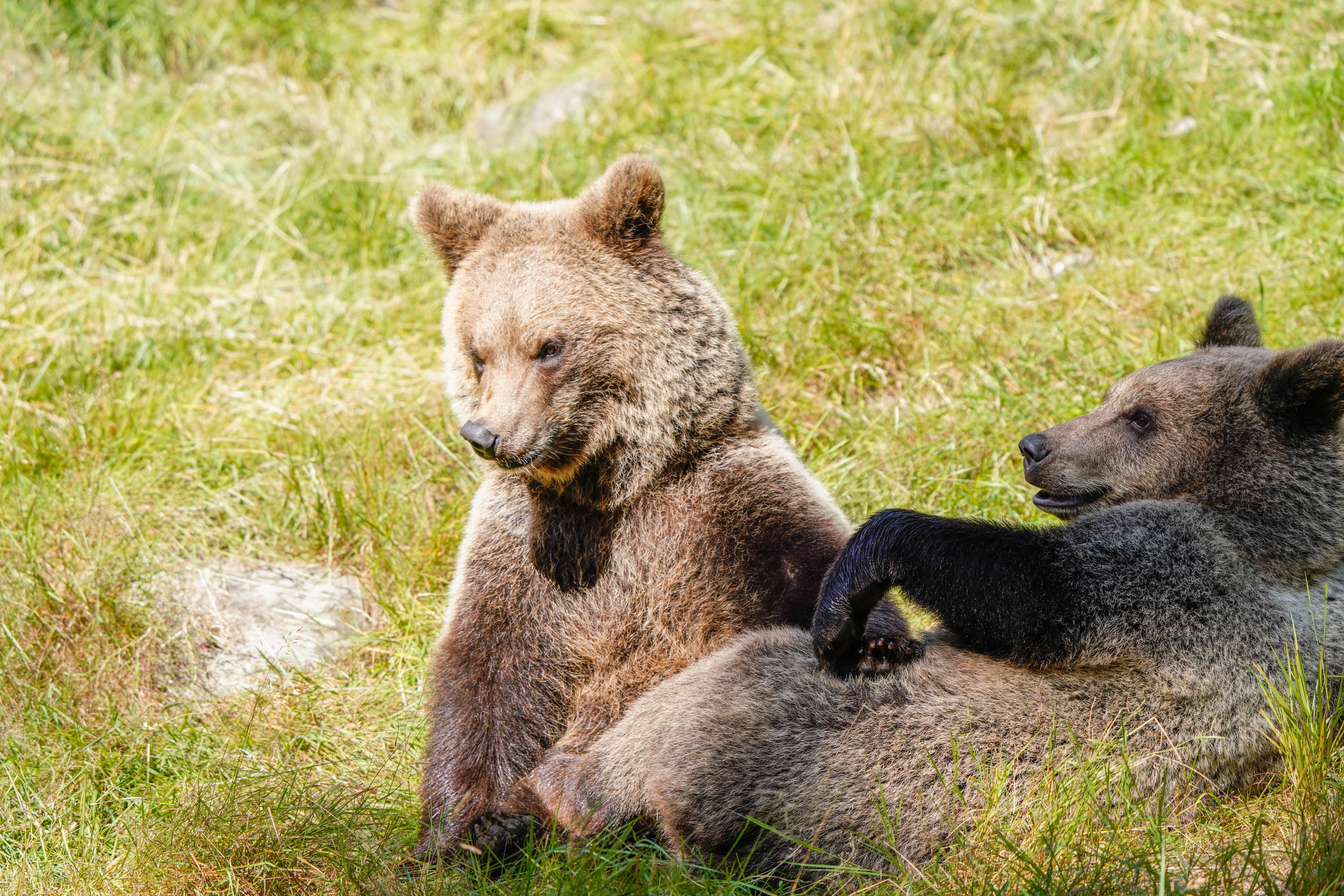Un oraș din România a fost invadat de urși. Foto: pexels.com