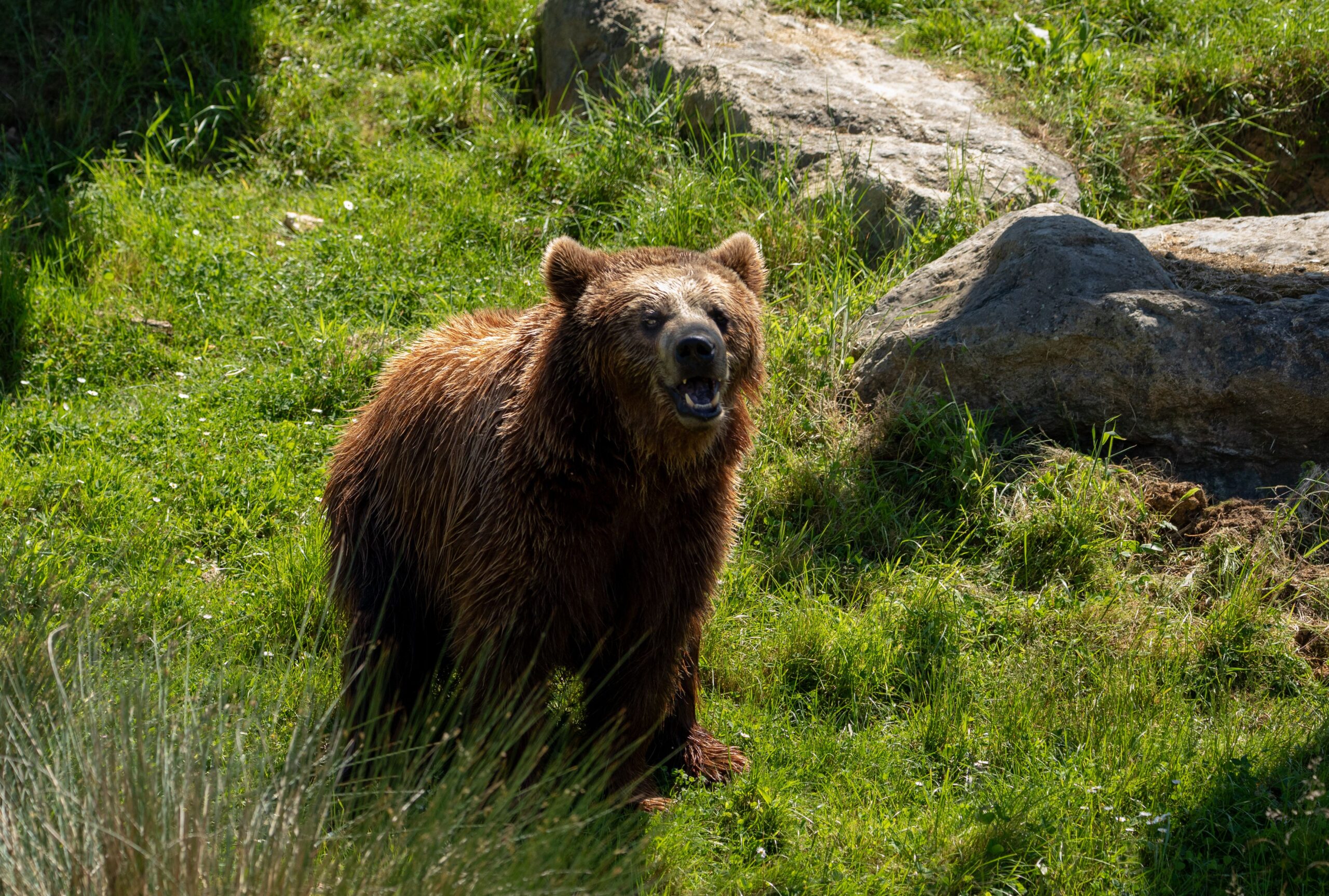 Prima măsură luată a fost alungarea animalului către zona împădurită, însă ursoaica a revenit în repetate rânduri. Foto: pexels.com