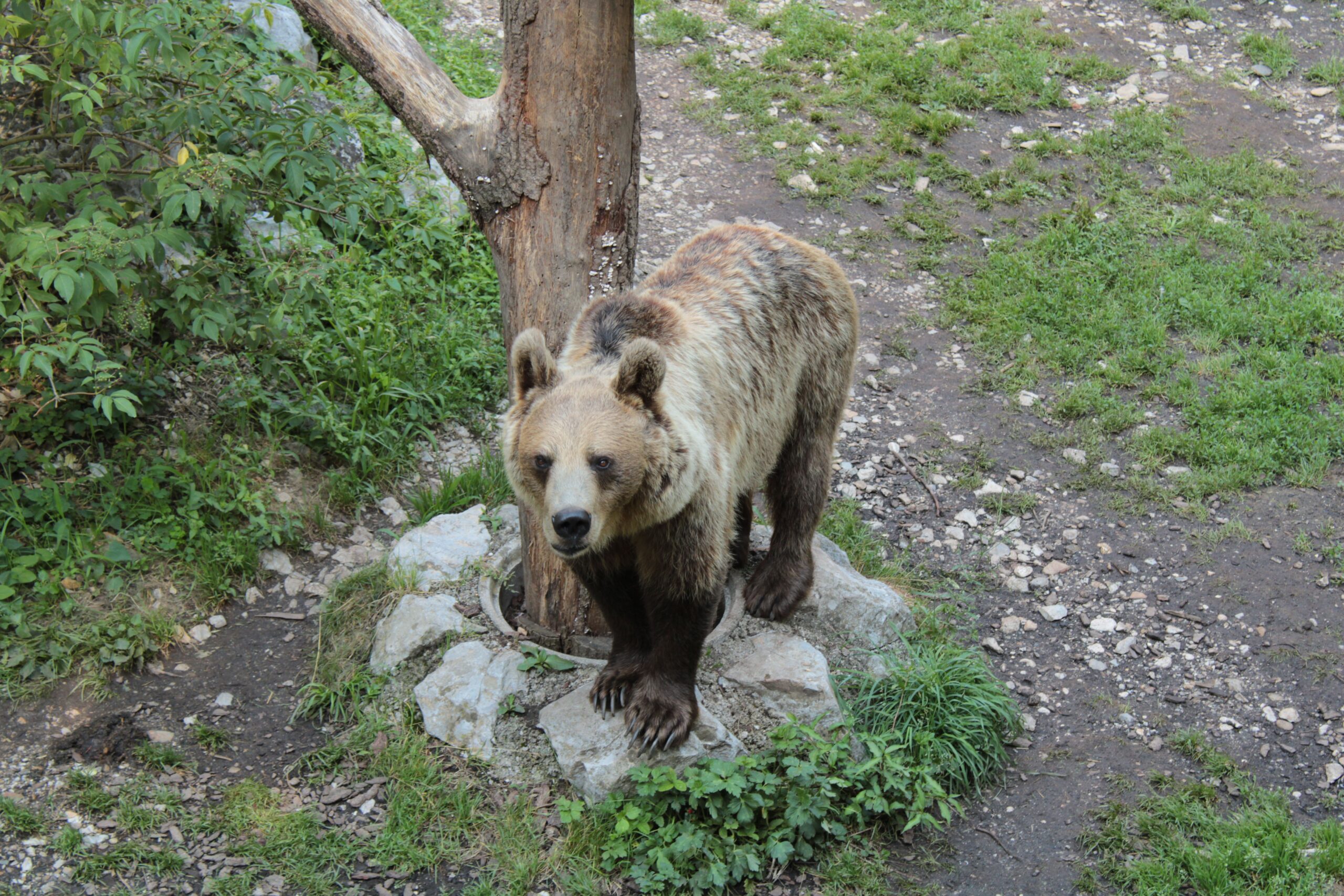 Ursoaică de cinci ani, împușcată în Poiana Brașov. Foto: pexels.com