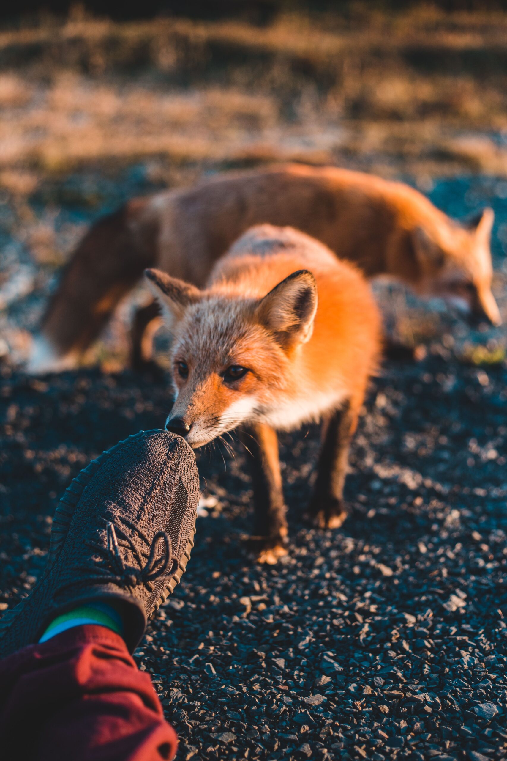 Situația este cu atât mai îngrijorătoare pentru oamenii din zonă cu cât animalele au fost văzute inclusiv în apropierea școlii. Foto: pexels.com