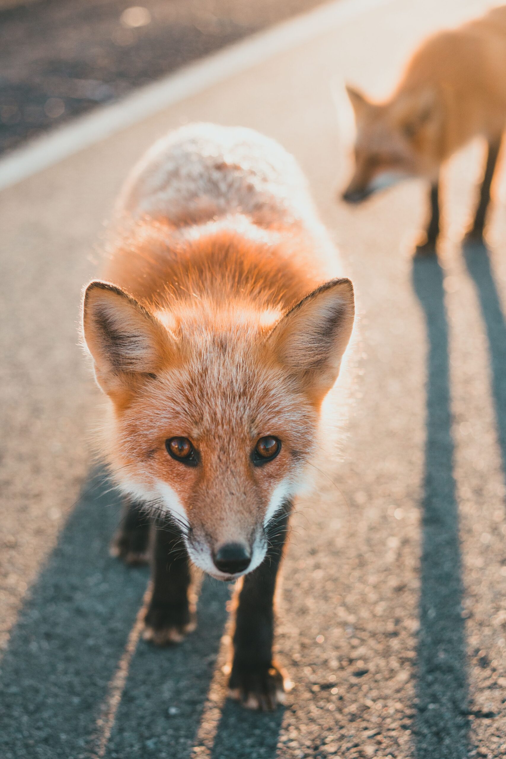 Localnicii se tem și spun că animalele nu mai fug de oameni. Foto: pexels.com
