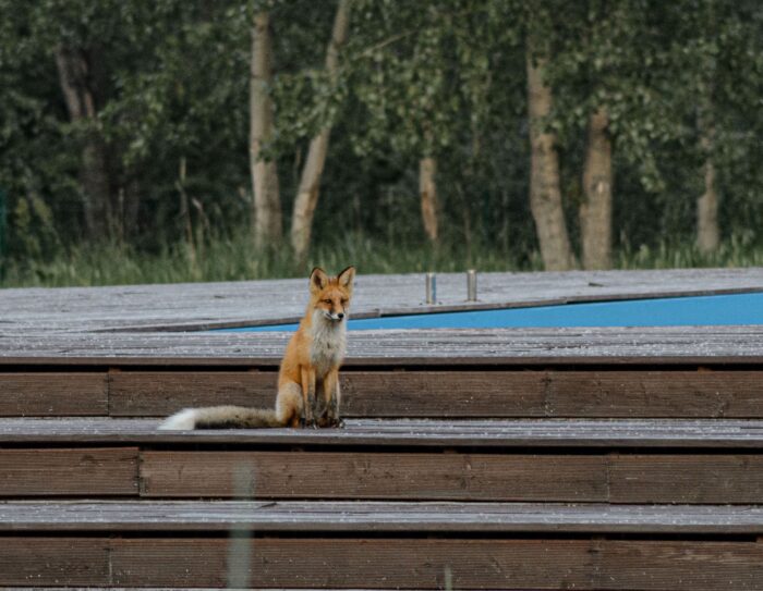 Vulpile au ajuns în gospodăriile oamenilor din Mehedinți. Localnicii se tem și spun că animalele nu mai fug de oameni