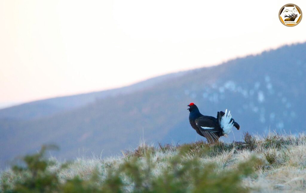 „Fauna se poate adapta până la un anumit punct la prezența omului”. Cum sunt afectate animalele sălbatice din Bucovina de construcții, drumuri și turiști EXCLUSIV