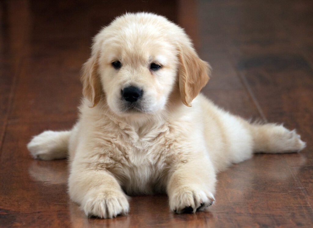 Golden Retriever. Firea sa prietenoasă îl poate face o alegere potrivită pentru multe familii. Foto: Magnific.com