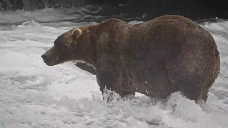 Este oficial: Backpack este cel mai „gras” urs din Alaska. Povestea simpatică din spatele noului campion Fat Bear Week