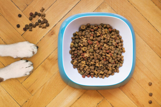 Cât de des trebuie spălate bolurile animalelor de companie?