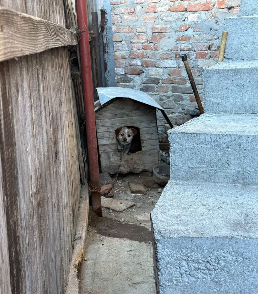 Poliția Română a explicat traseul animalelor preluate în cazuri de cruzime, de la plasarea în adăpost și îngrijirea veterinară până la restituire. Sursa foto: Protectia Animalelor CJ Ilfov