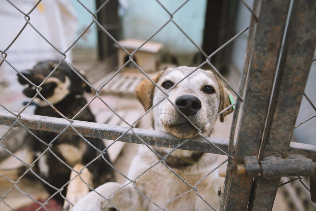 De ce unii câini stau ani întregi în adăposturi fără să fie adoptați. Ce preferă, de fapt, oamenii? „Primul lucru care decide soarta unui animal este aspectul” EXCLUSIV