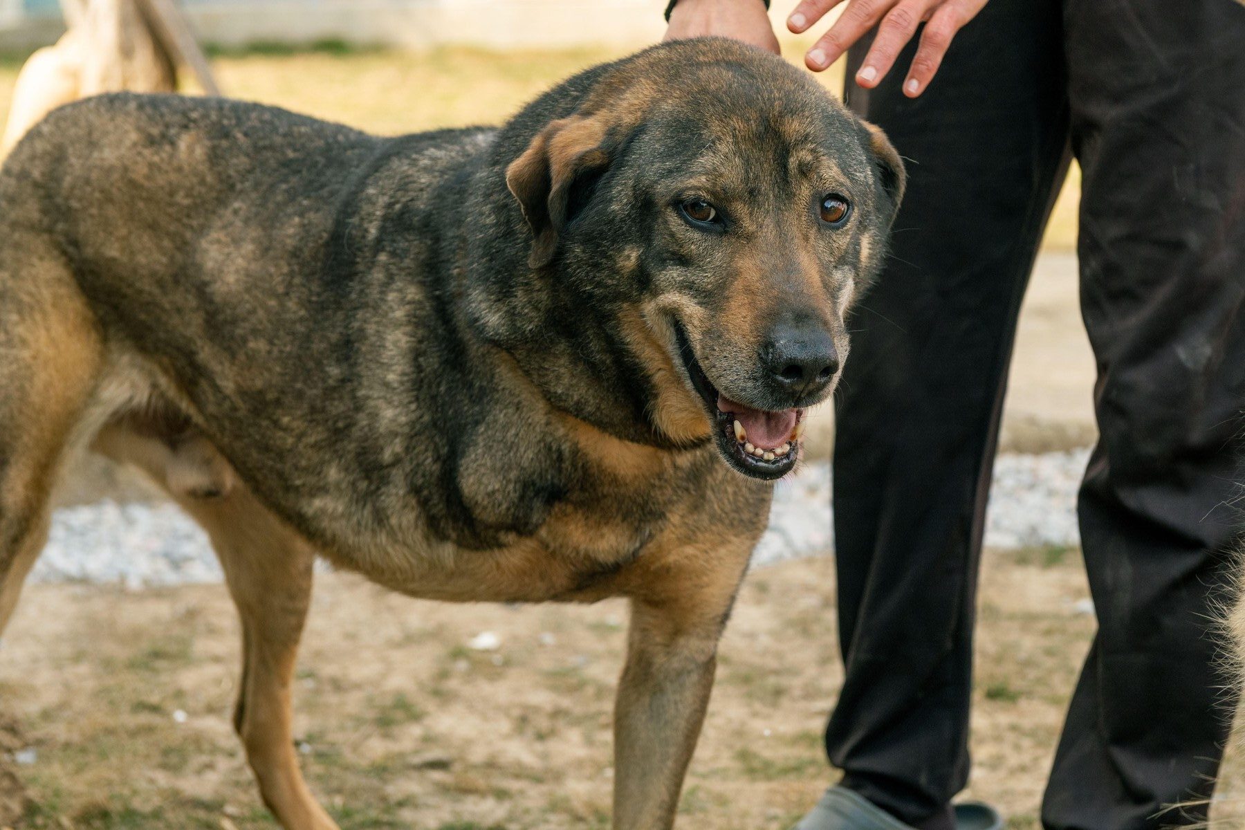 Ce presupune îngrijirea unui câine cu dizabilități după adopție? De la tratamente și controale veterinare până la adaptarea locuinței, iată ce trebuie să ai în vedere înainte să-i oferi o casă. Sursa foto: arda savaşcıoğulları / Alamy / Profimedia