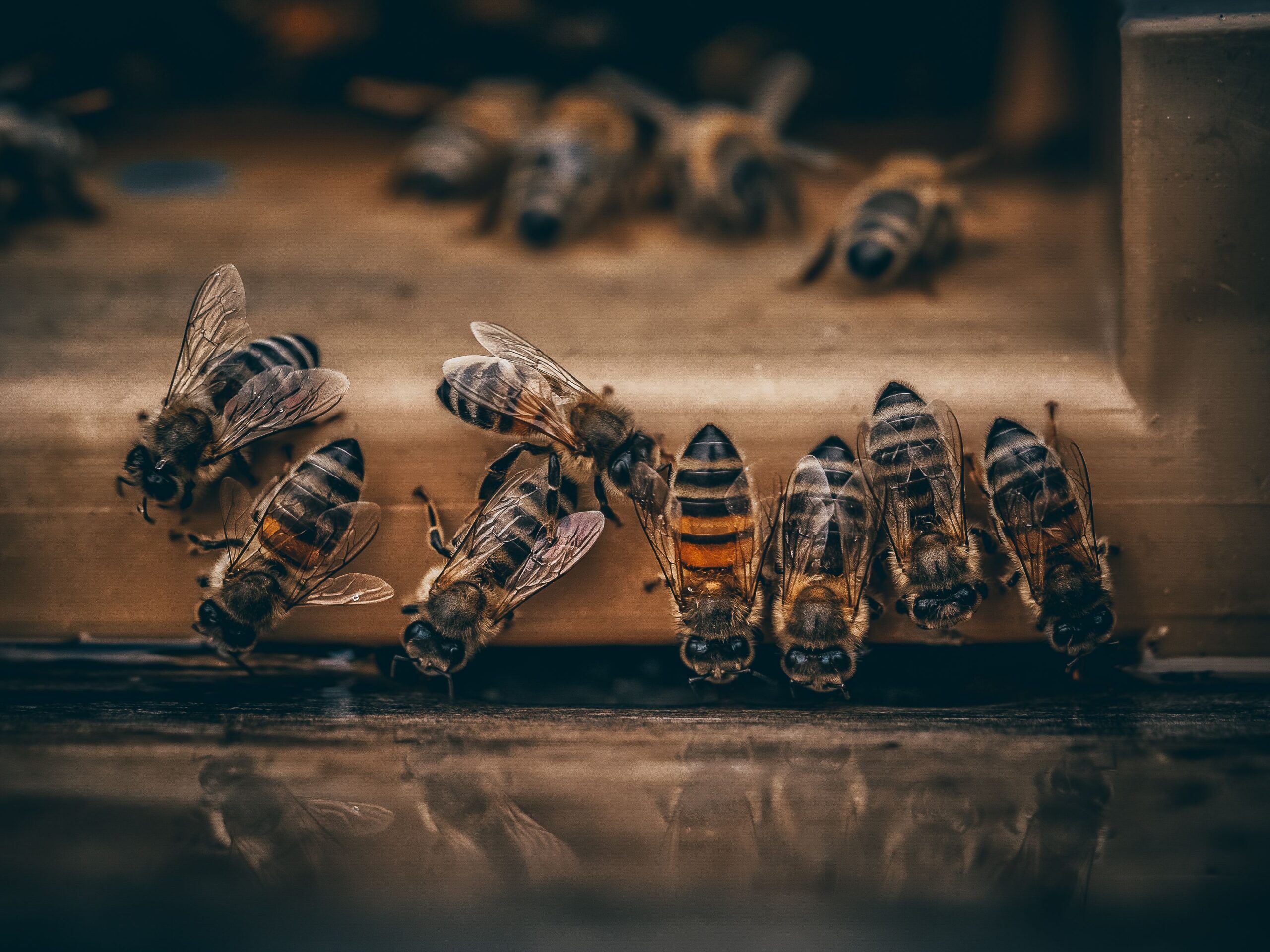 Creierul albinei demonstrează că un sistem nervos relativ simplu poate susține comportamente flexibile și capacități de învățare remarcabile. Foto: pexels.com