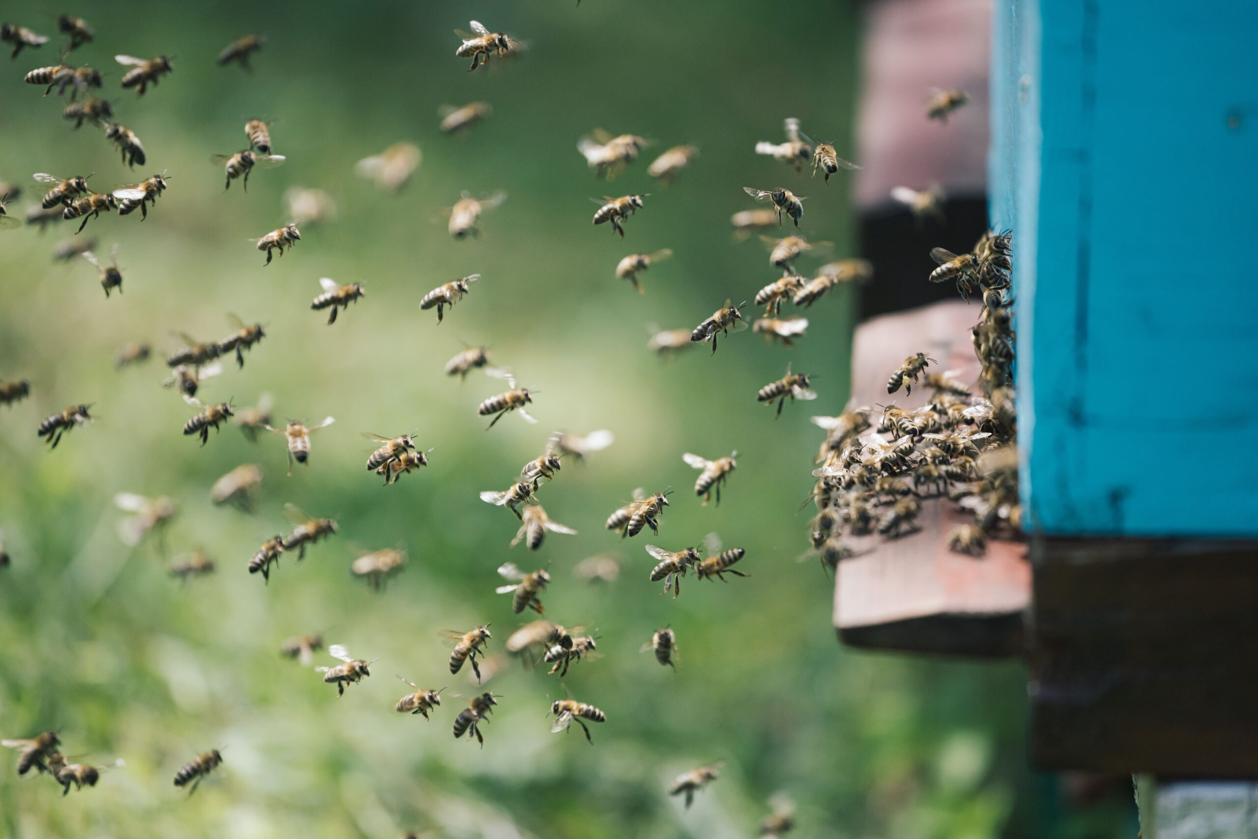 Totuși, stabilirea felului în care o insectă își trăiește experiențele rămâne o provocare științifică. Foto: pexels.com
