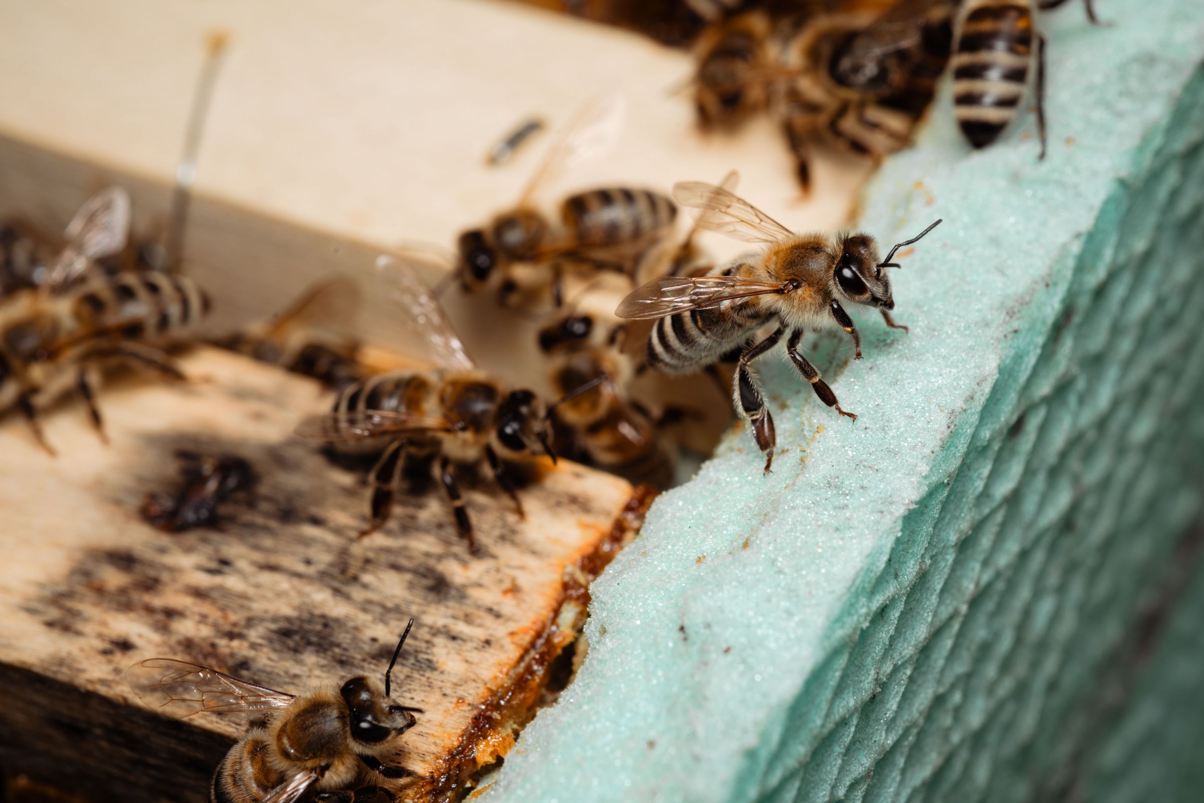 Cum ar putea o insectă, al cărei creier are mai puțin de un milion de neuroni, să manifeste reacții atât de complexe? Foto: pexels.com