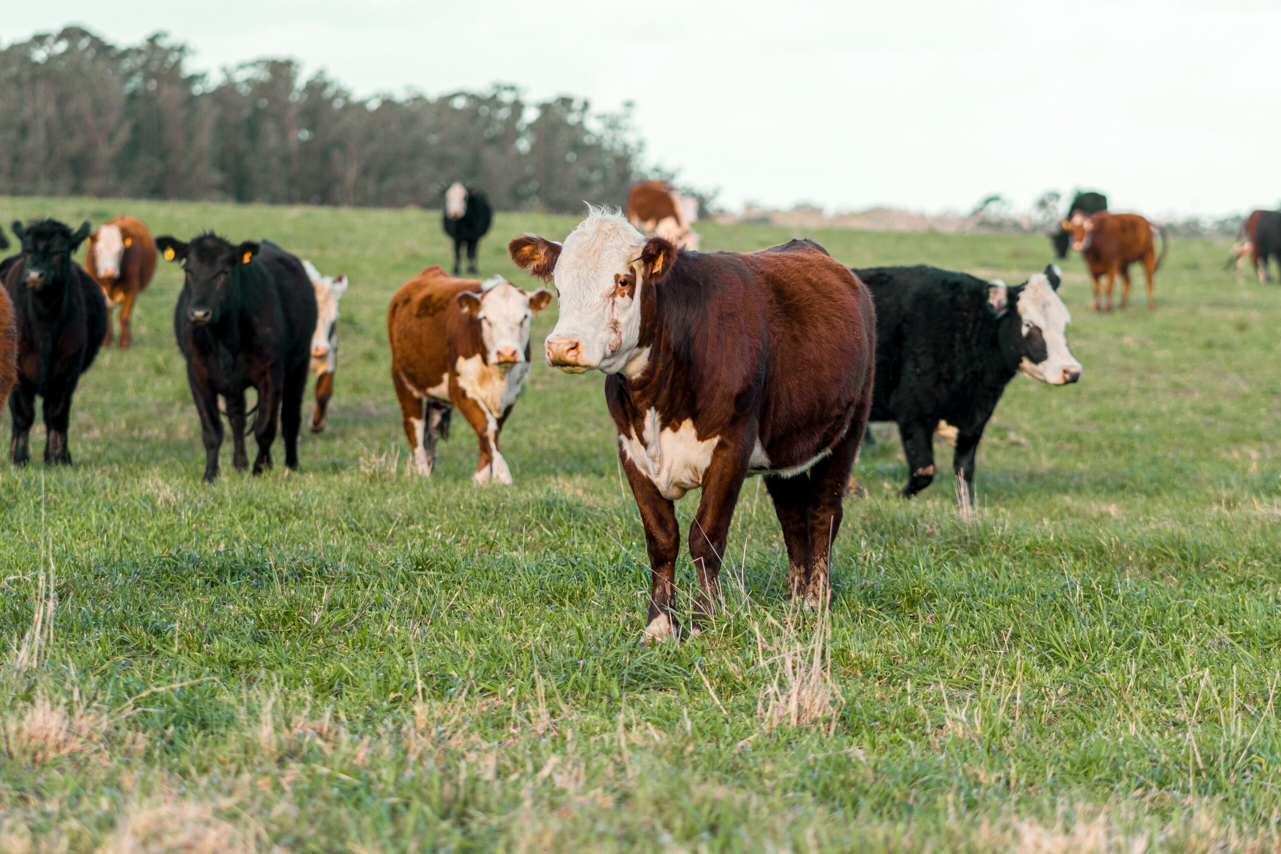 Două bovine din Tomești au fost confirmate cu rabie. Foto: pexels.com