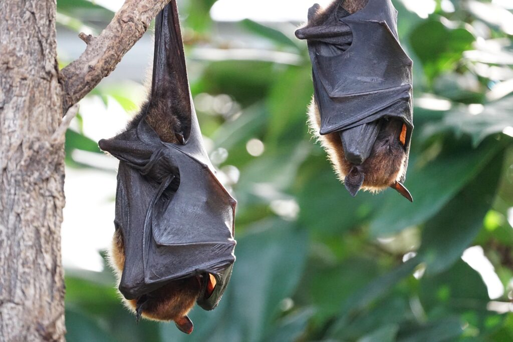 Oamenii sunt sfătuiți să nu atingă liliecii din Australia. Foto: pixabay.com