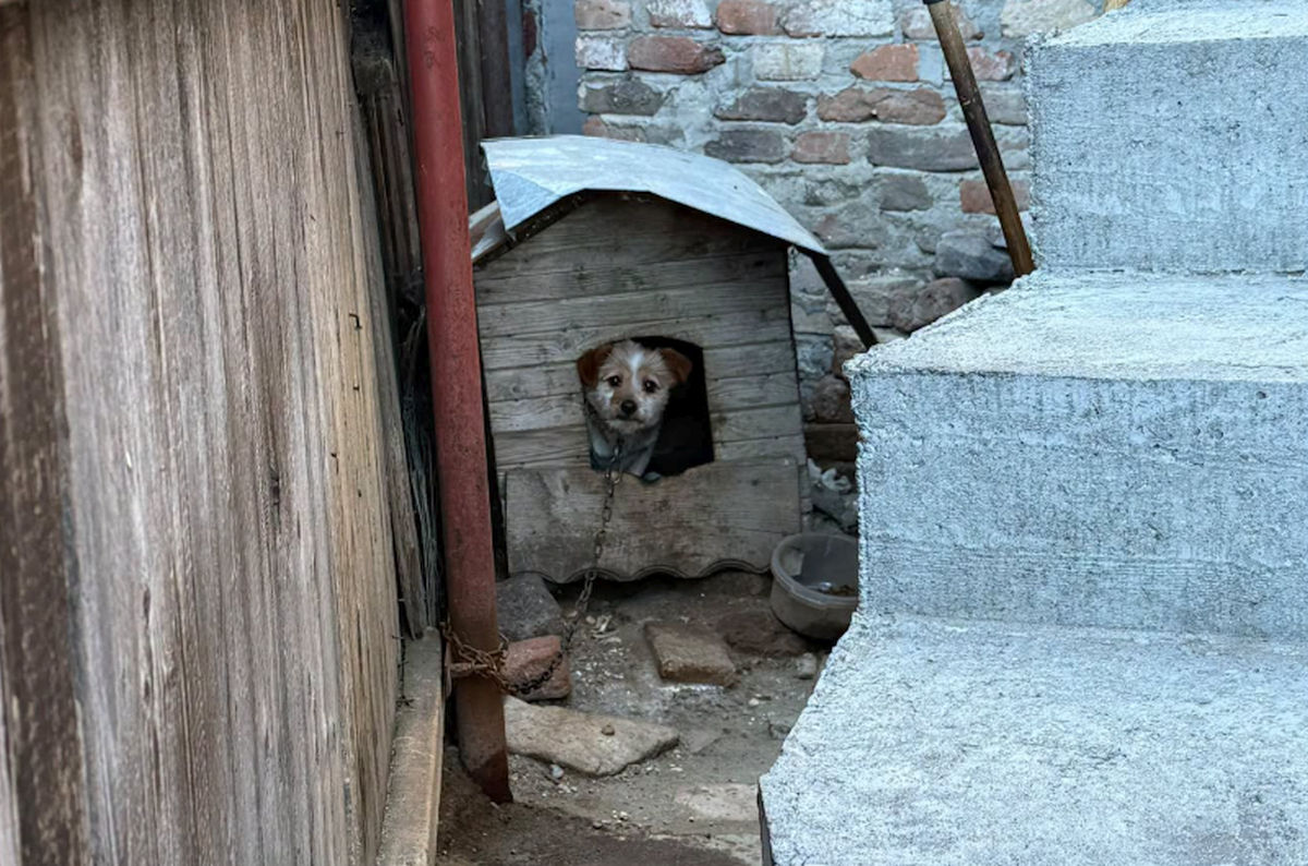 Ce se întâmplă cu animalele preluate de autorități în cazurile de cruzime. Poliția Română a explicat unde ajung și cât timp pot rămâne în adăpost EXCLUSIV