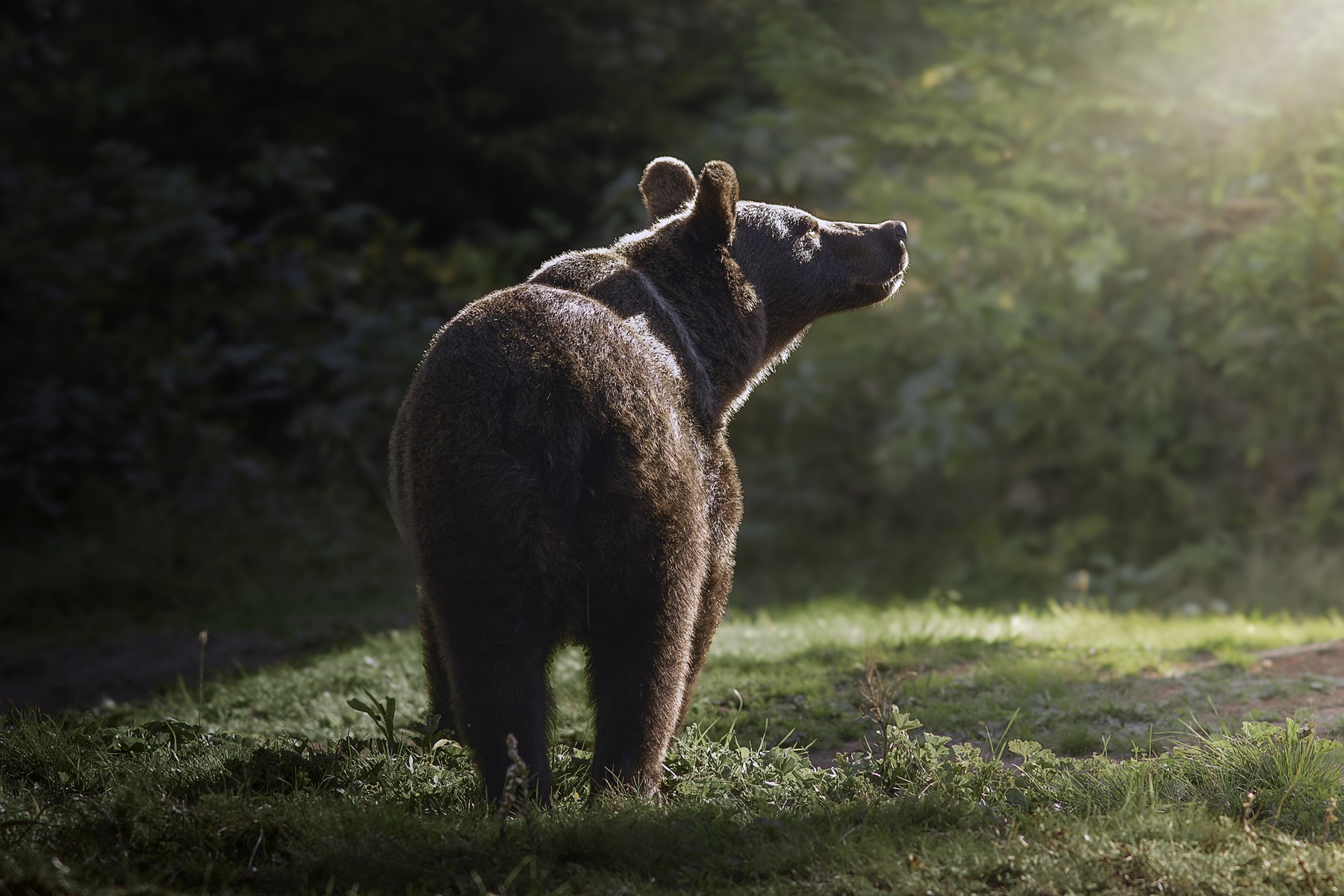 Protecția animalelor sălbatice nu înseamnă aceleași reguli pentru toate speciile. Ce prevede legislația românească și când poate exista o derogare. Sursa foto: Ingram / Profimedia