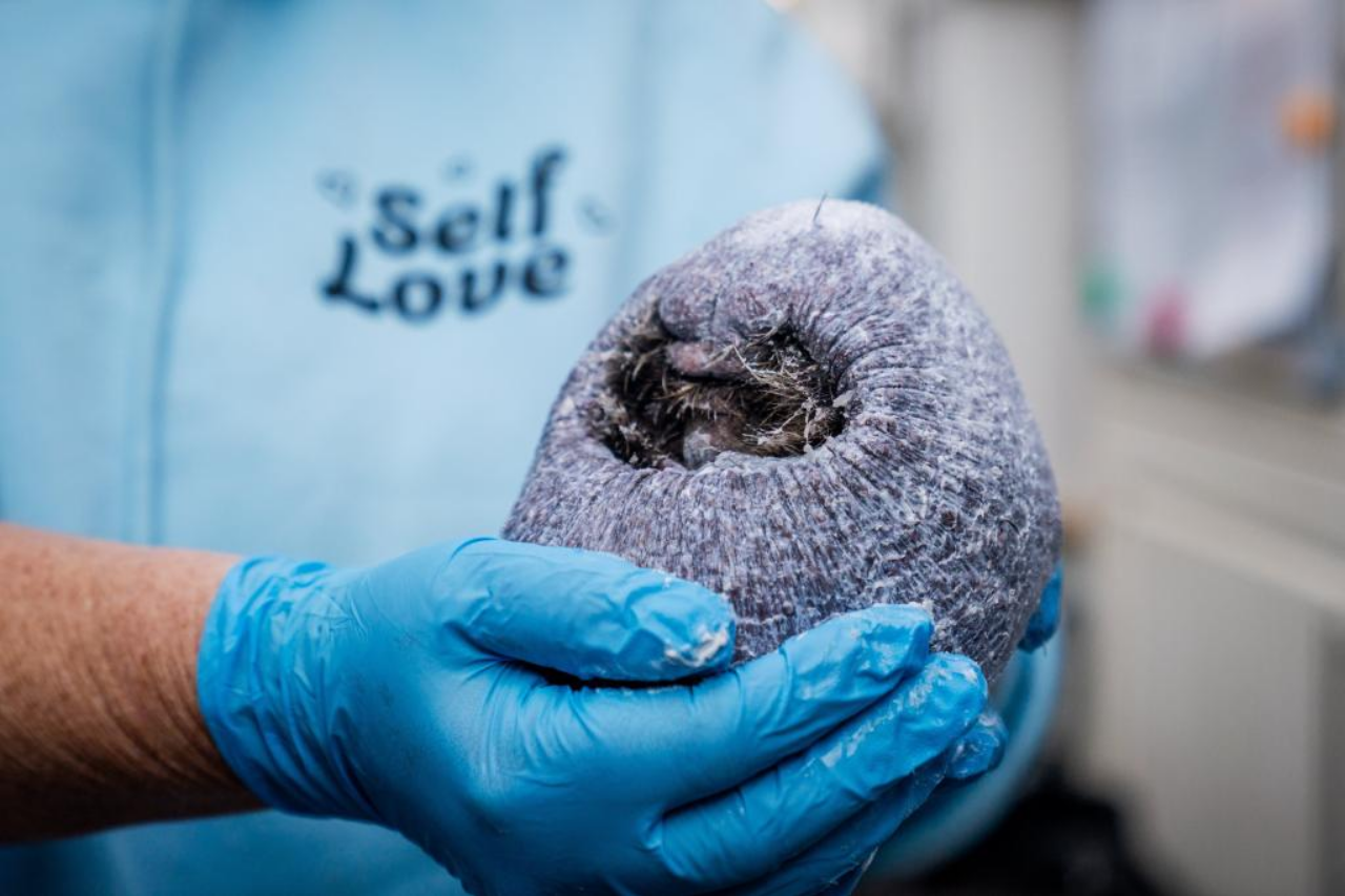 Ollie, ariciul fara tepi a fost salvat. Foto: William Dax / SWNS