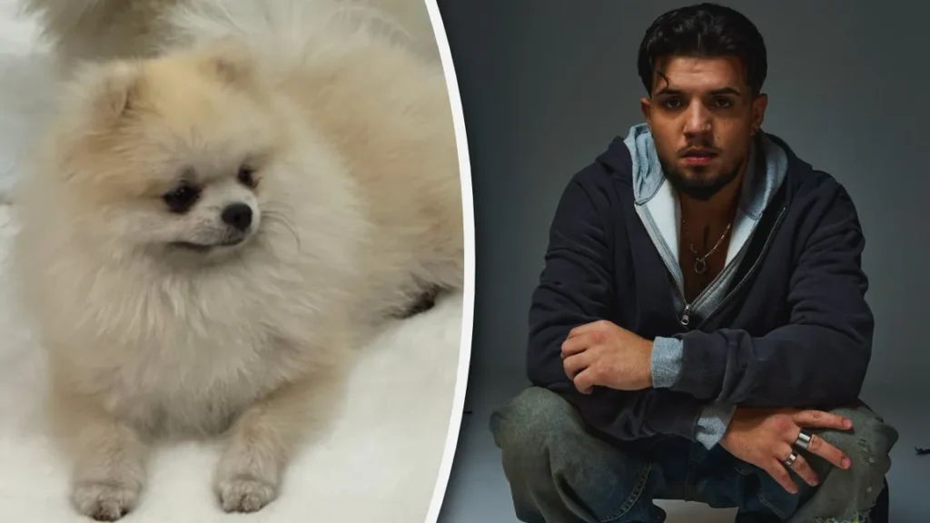 Babasha oferă o recompensă pentru găsirea câinelui său. Hank este dispărut de mai bine de o lună