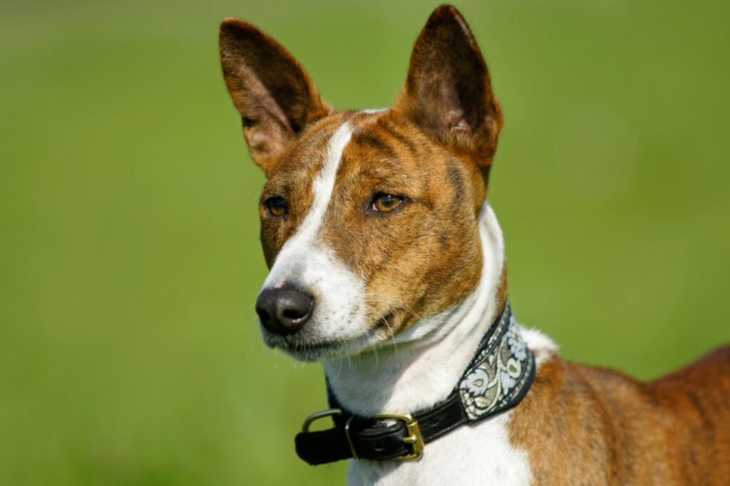 Basenji, câinele care nu latră și poate trăi până la 18 ani. Ce îl deosebește de alte rase și ce nevoi are: „Este foarte primitiv” EXCLUSIV