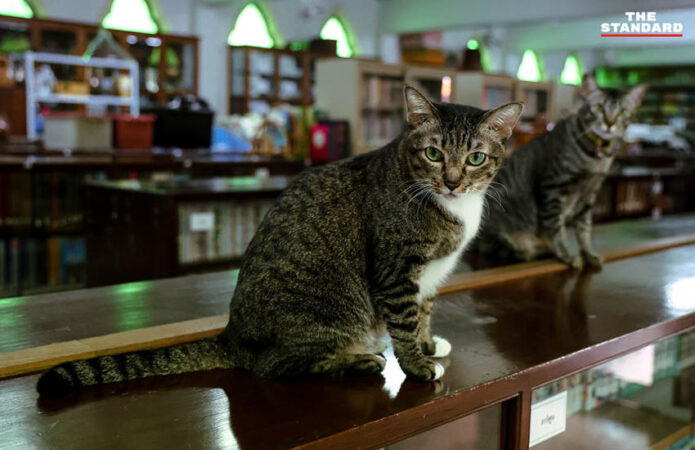 Biblioteca dintr-un templu din Thailanda, transformată într-un refugiu pentru zeci de pisici. Călugării le îngrijesc cu dragoste și le găsesc familii