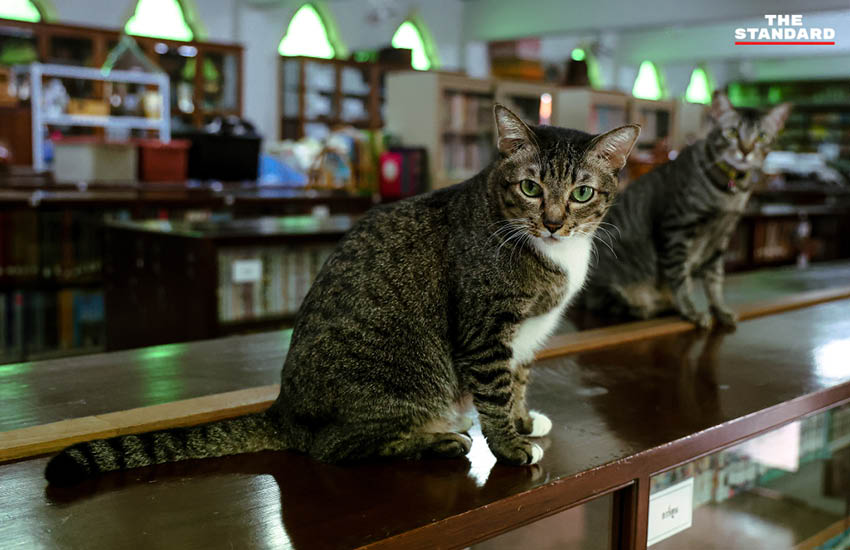 Biblioteca dintr-un templu din Thailanda, transformată într-un refugiu pentru zeci de pisici. Călugării le îngrijesc cu dragoste și le găsesc familii