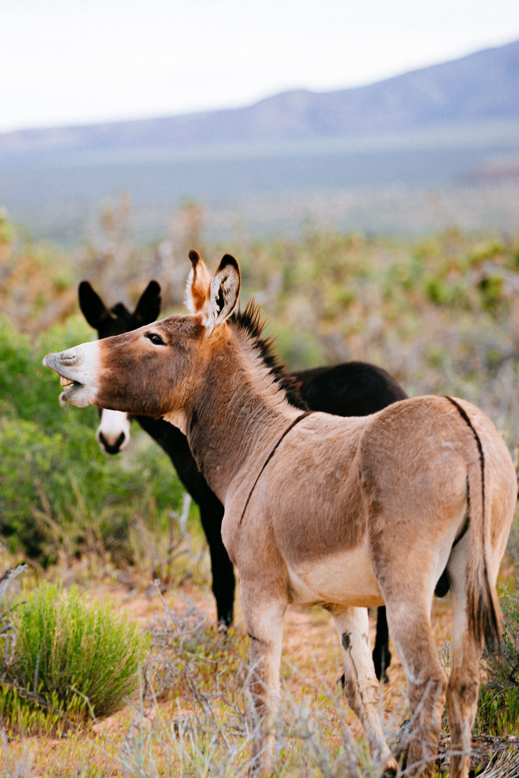 Rezultatele indică faptul că o fântână poate influența mediul chiar și după ce animalul care a săpat-o a plecat. Foto: pexels.com