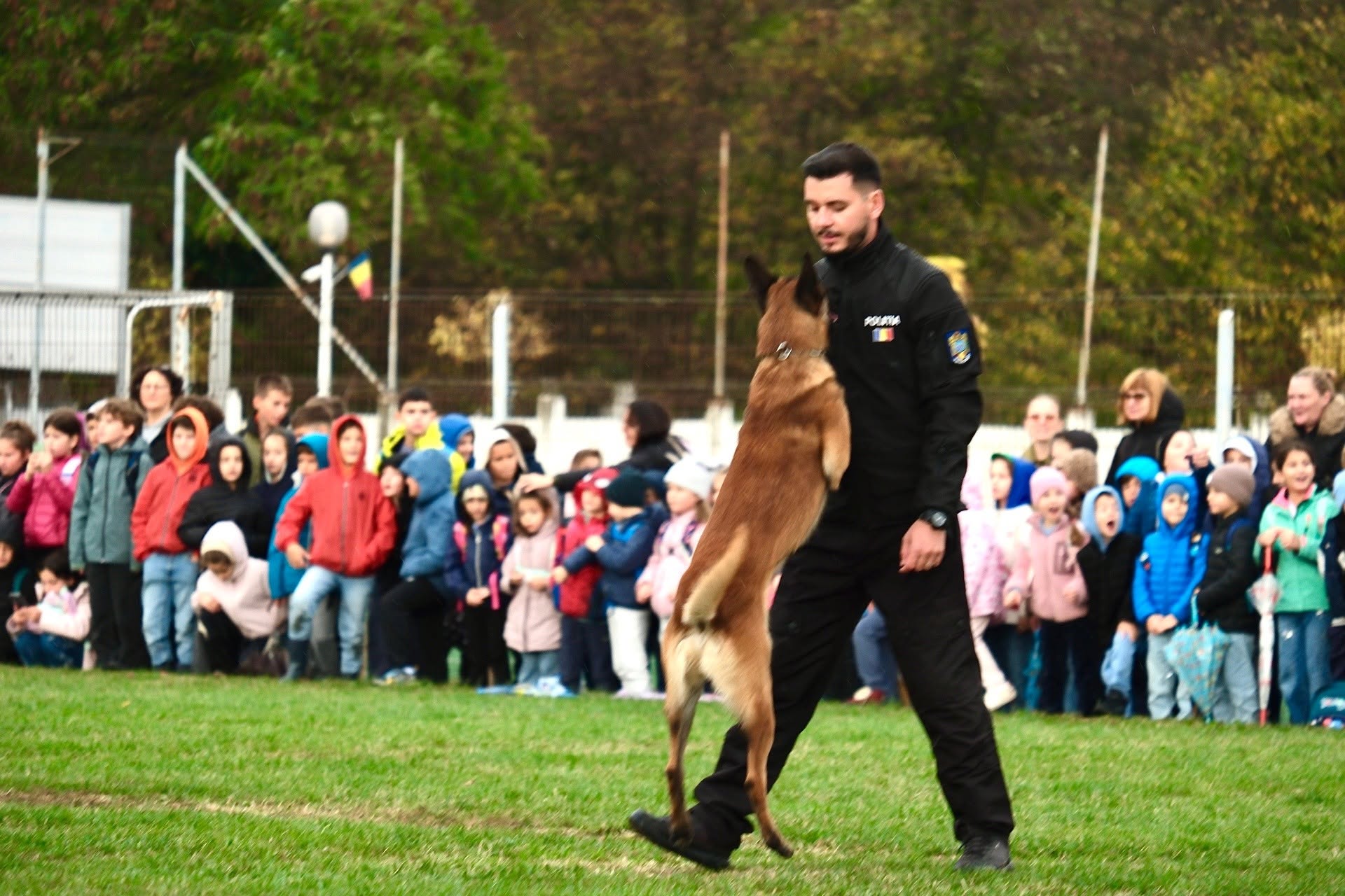 La Centrul Chinologic din Sibiu sunt crescute și folosite două rase principale: ciobănescul german și ciobănescul belgian malinois. Foto: Facebook Centrul Chinologic "Dr. Aurel Greblea" Sibiu